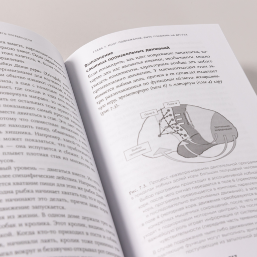 Мозг и его потребности: От питания до признания