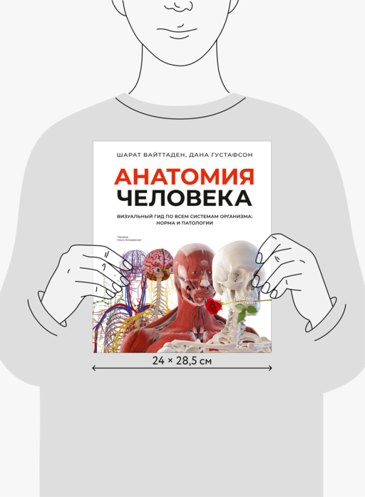Анатомия человека. Визуальный гид по всем системам организма: норма и патологии