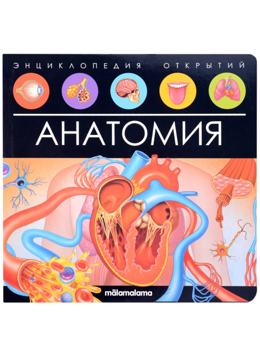 Анатомия. Книжка-панорамка
