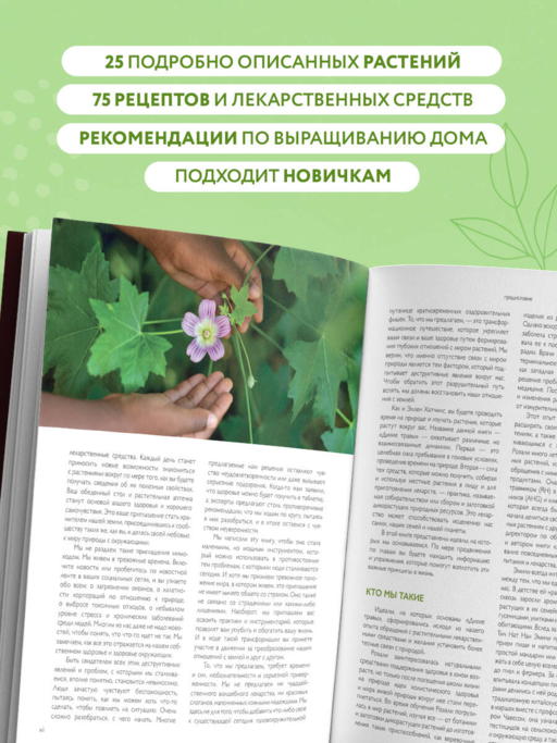Дикие травы: как найти целебные продукты и создать собственные натуральные лекарства